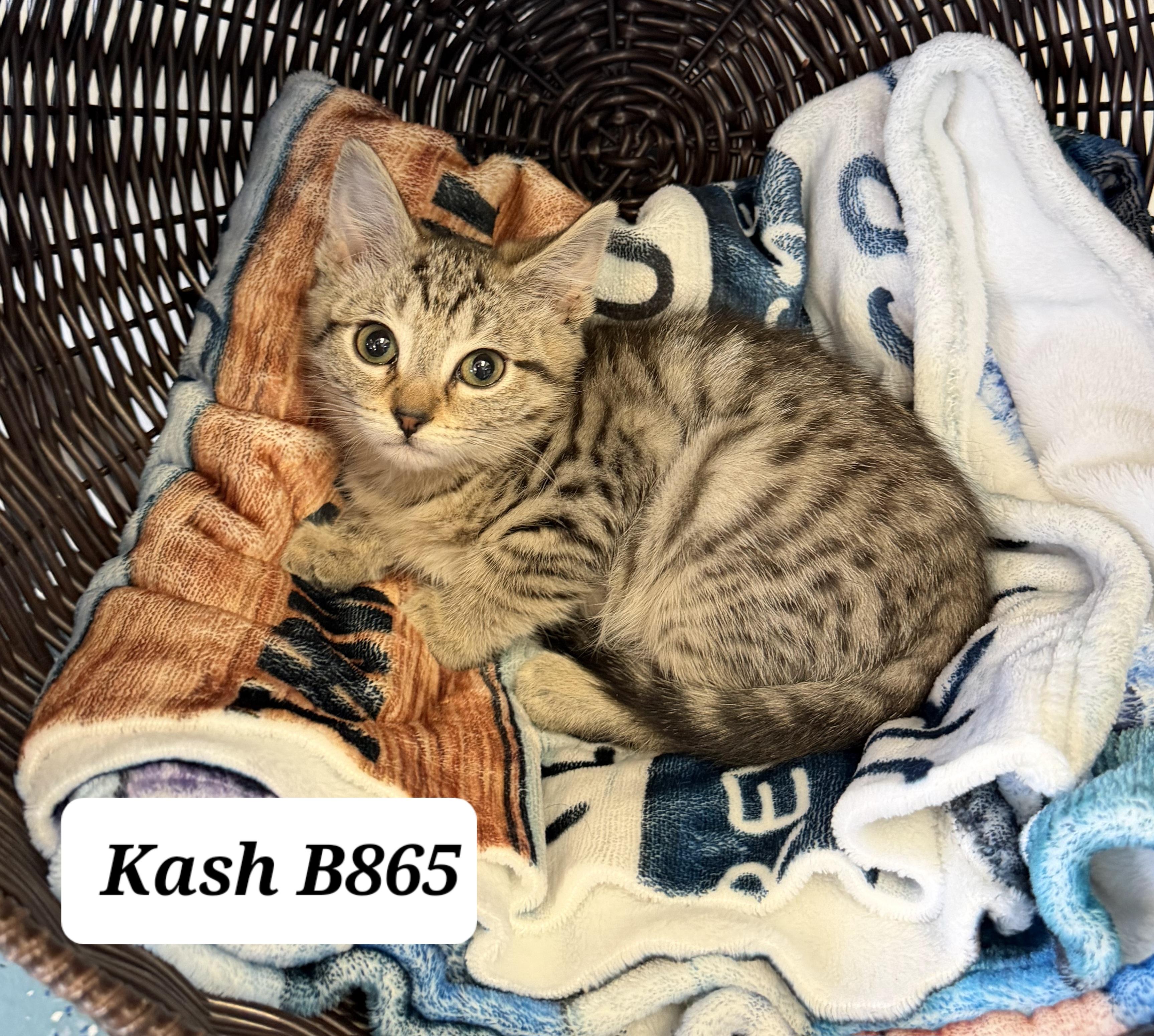 Kash, ADOPTABLE, Kitten Male Domestic Short Hair.