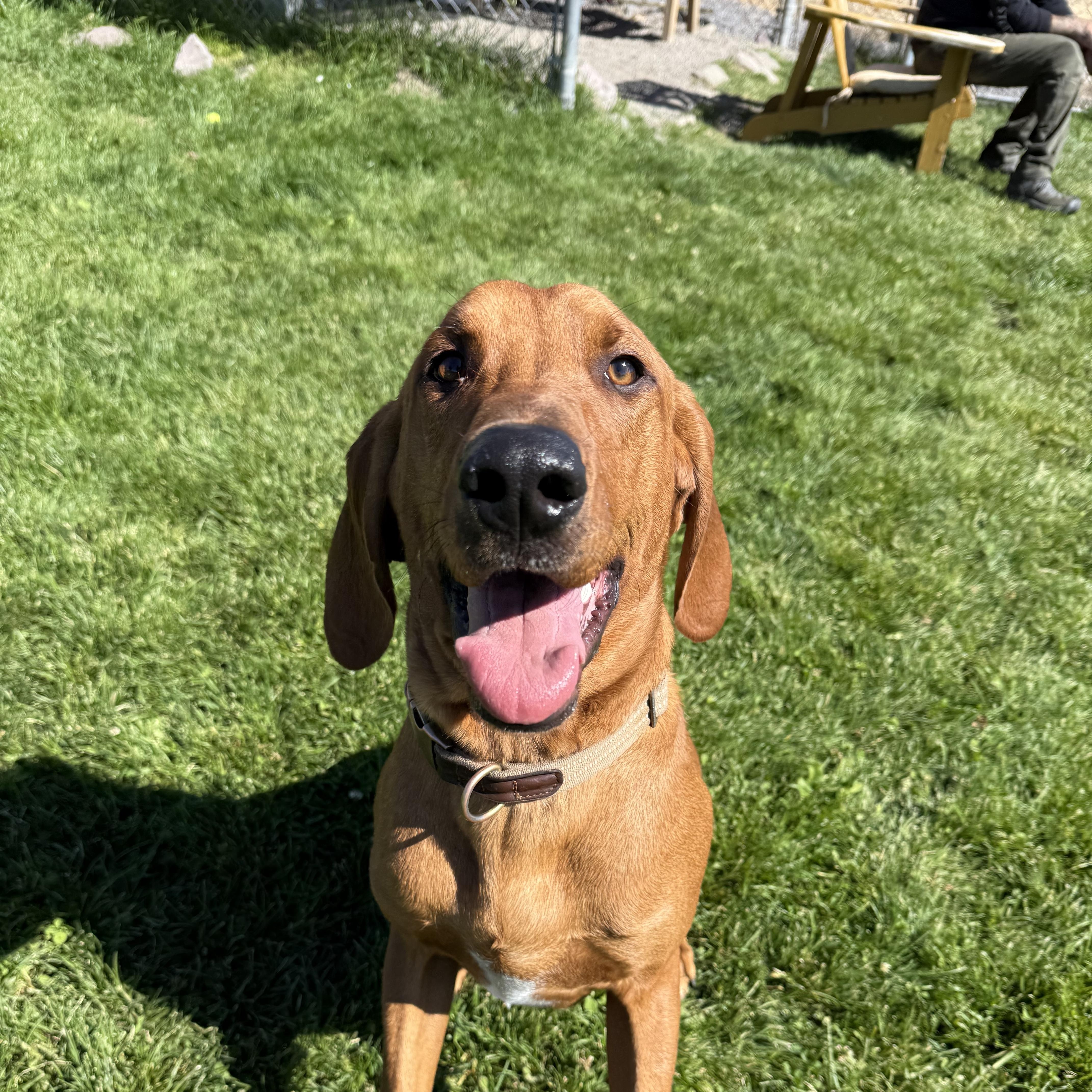 Enlarge Shiloh, a Adoptable Redbone Coonhound in Prineville, OR image 3/4