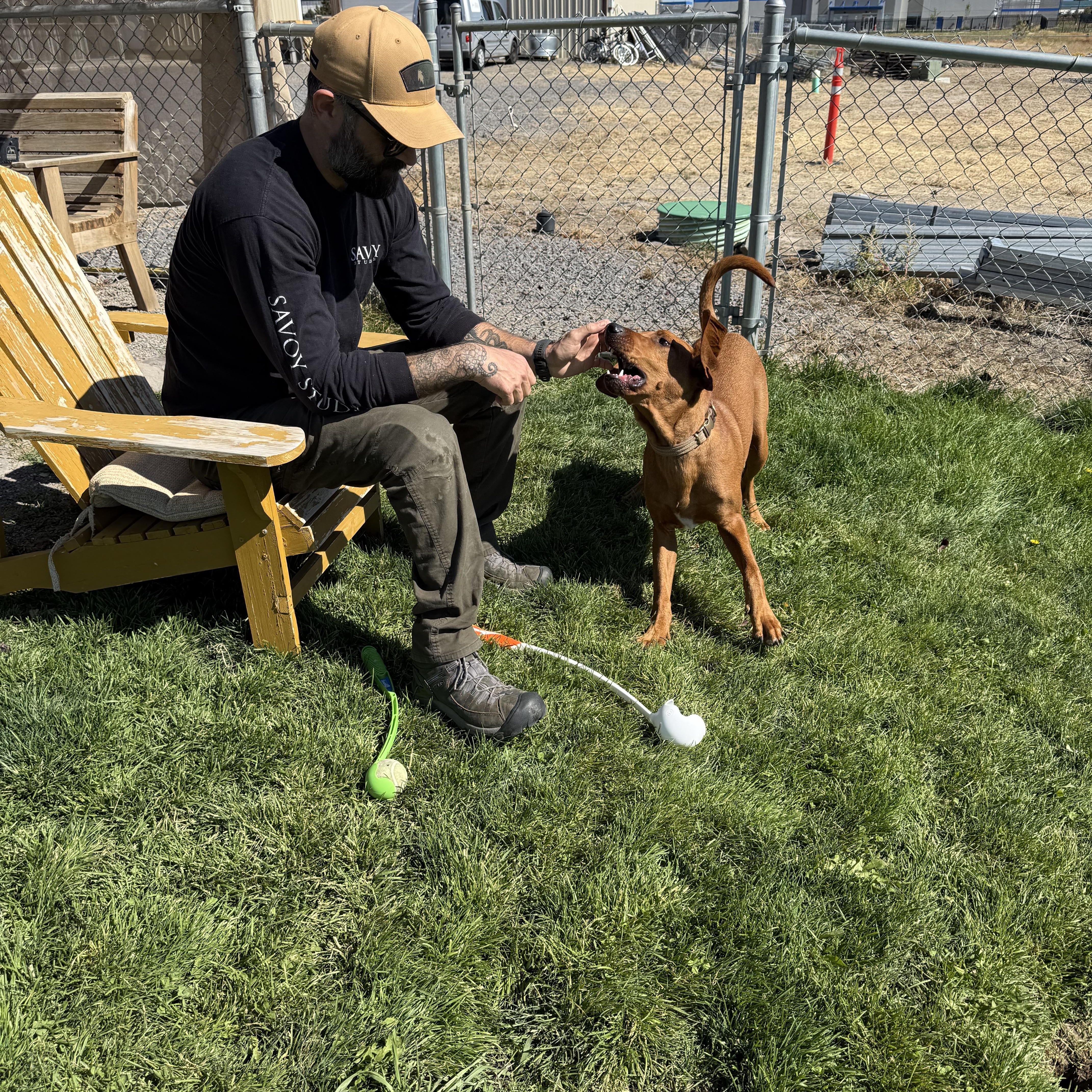Enlarge Shiloh, a Adoptable Redbone Coonhound in Prineville, OR image 4/4