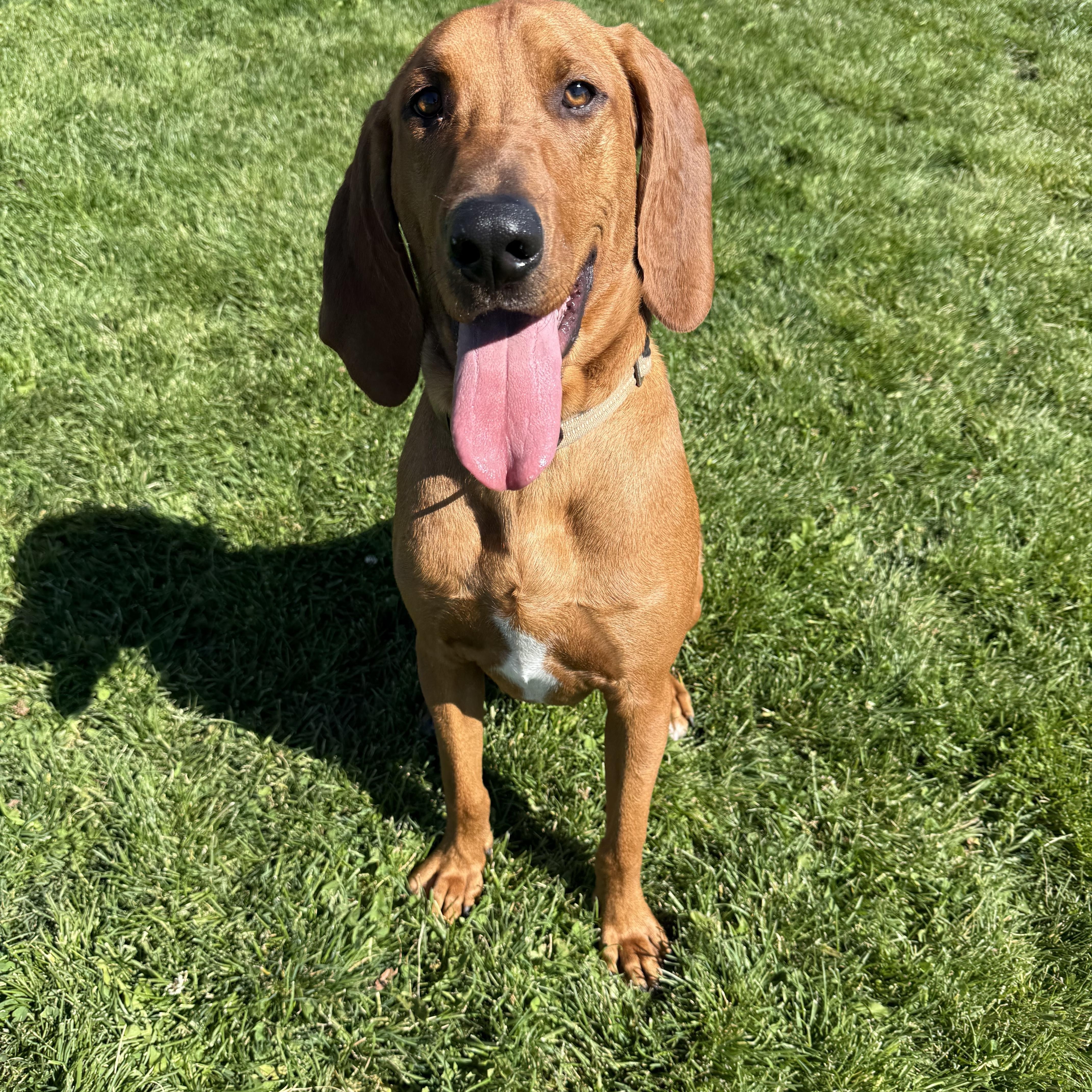 Enlarge Shiloh, a Adoptable Redbone Coonhound in Prineville, OR image 1/4