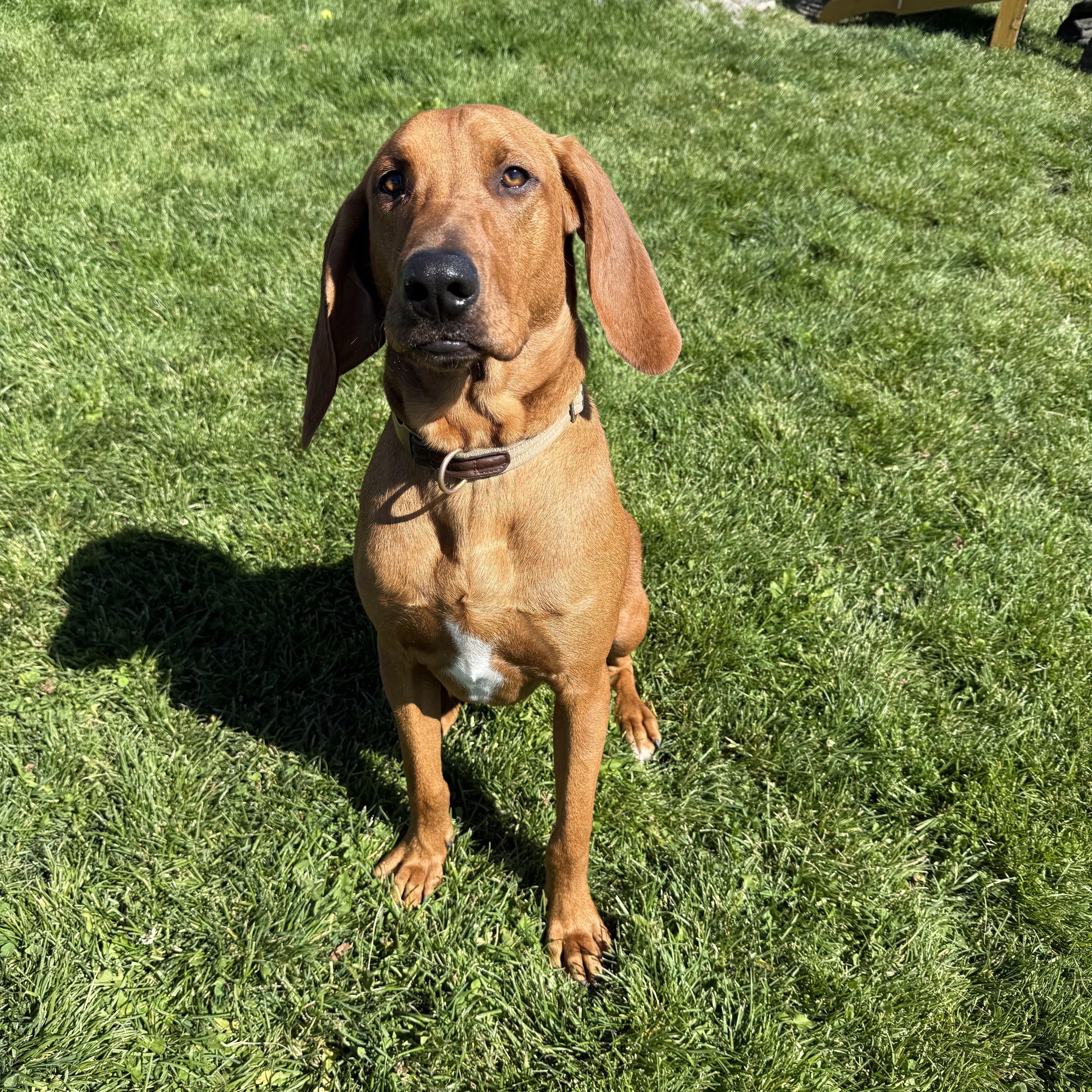 Enlarge Shiloh, a Adoptable Redbone Coonhound in Prineville, OR image 2/4