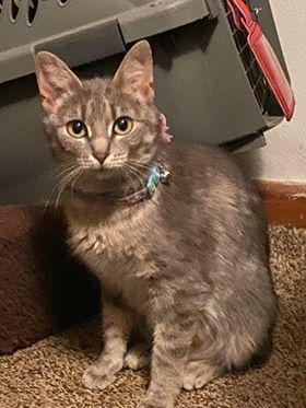 Enlarge Ariel Kee, a Adopted Domestic Short Hair in Mackinaw, IL image 1/1