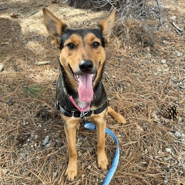 Enlarge Tiffany, a ADOPTABLE Mixed Breed in Truckee, CA image 3/4