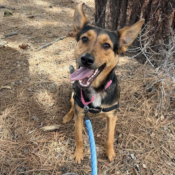 Enlarge Tiffany, a ADOPTABLE Mixed Breed in Truckee, CA image 2/4