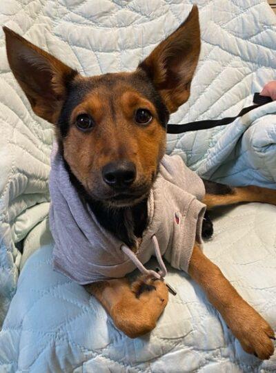 Enlarge Tiffany, a ADOPTABLE Mixed Breed in Truckee, CA image 4/4