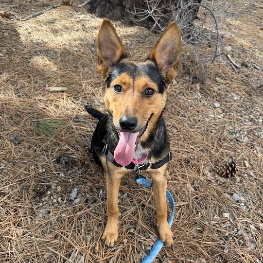 Enlarge Tiffany, a ADOPTABLE Mixed Breed in Truckee, CA image 1/4
