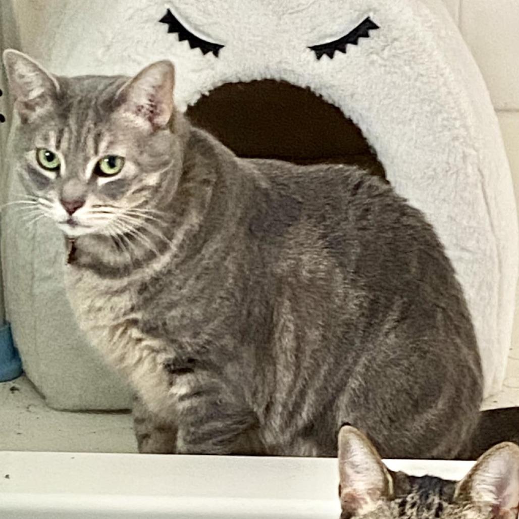 Surf, a Adoptable Domestic Short Hair in Philadelphia, PA image 1/6