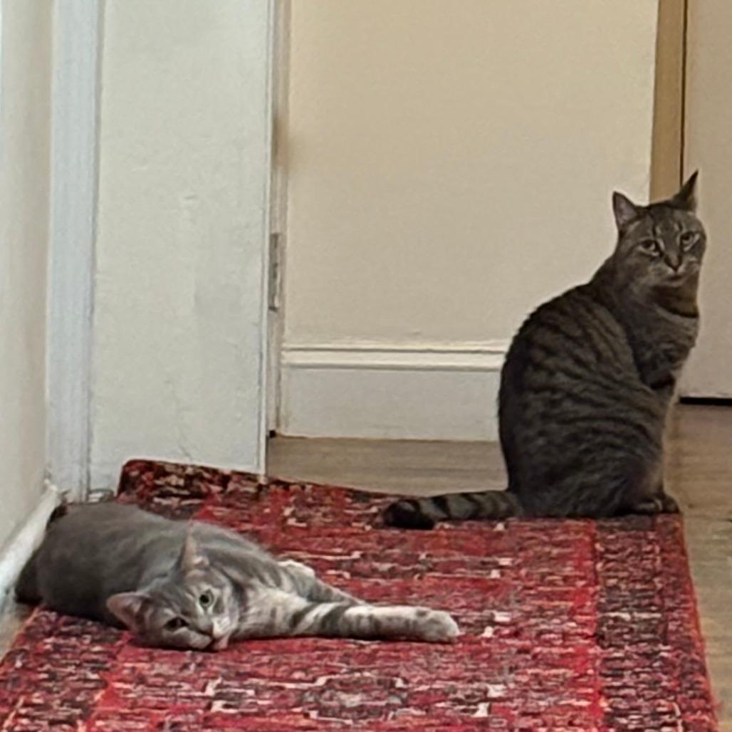 Surf, a Adoptable Domestic Short Hair in Philadelphia, PA image 2/6