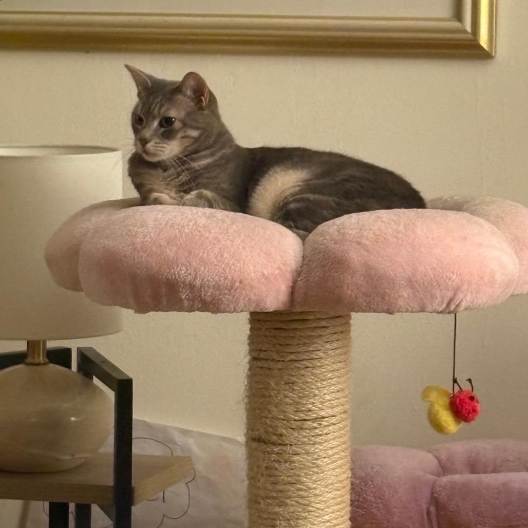 Surf, a Adoptable Domestic Short Hair in Philadelphia, PA image 3/6