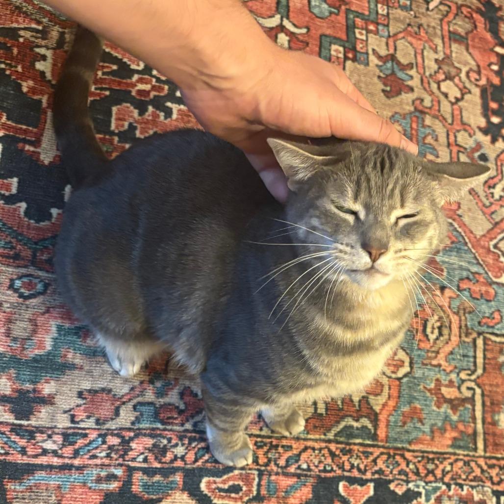 Surf, a Adoptable Domestic Short Hair in Philadelphia, PA image 4/6