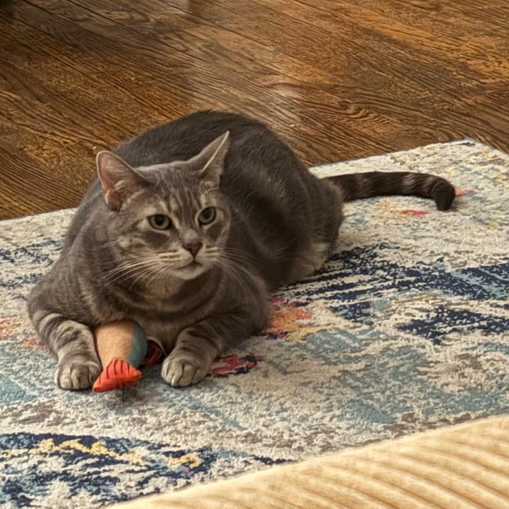 Surf, a Adoptable Domestic Short Hair in Philadelphia, PA image 5/6