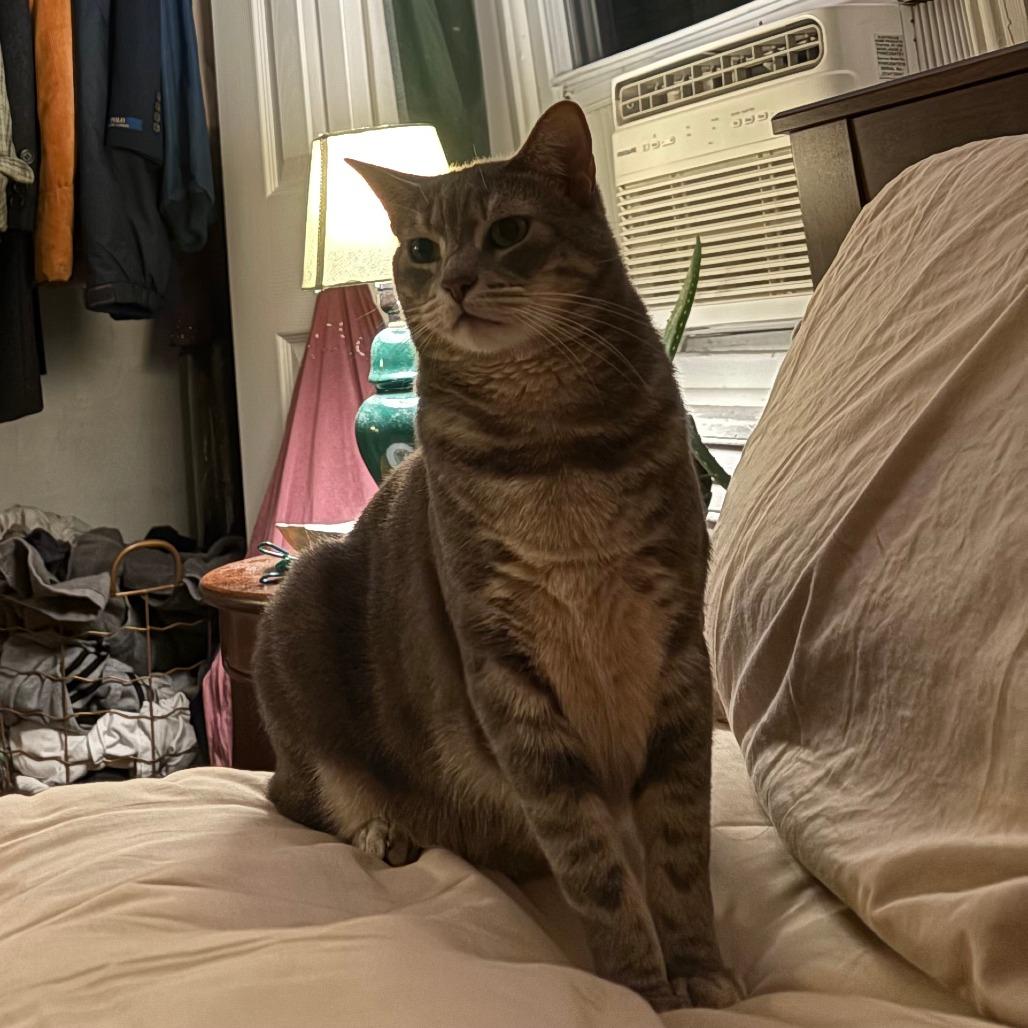 Surf, a Adoptable Domestic Short Hair in Philadelphia, PA image 6/6