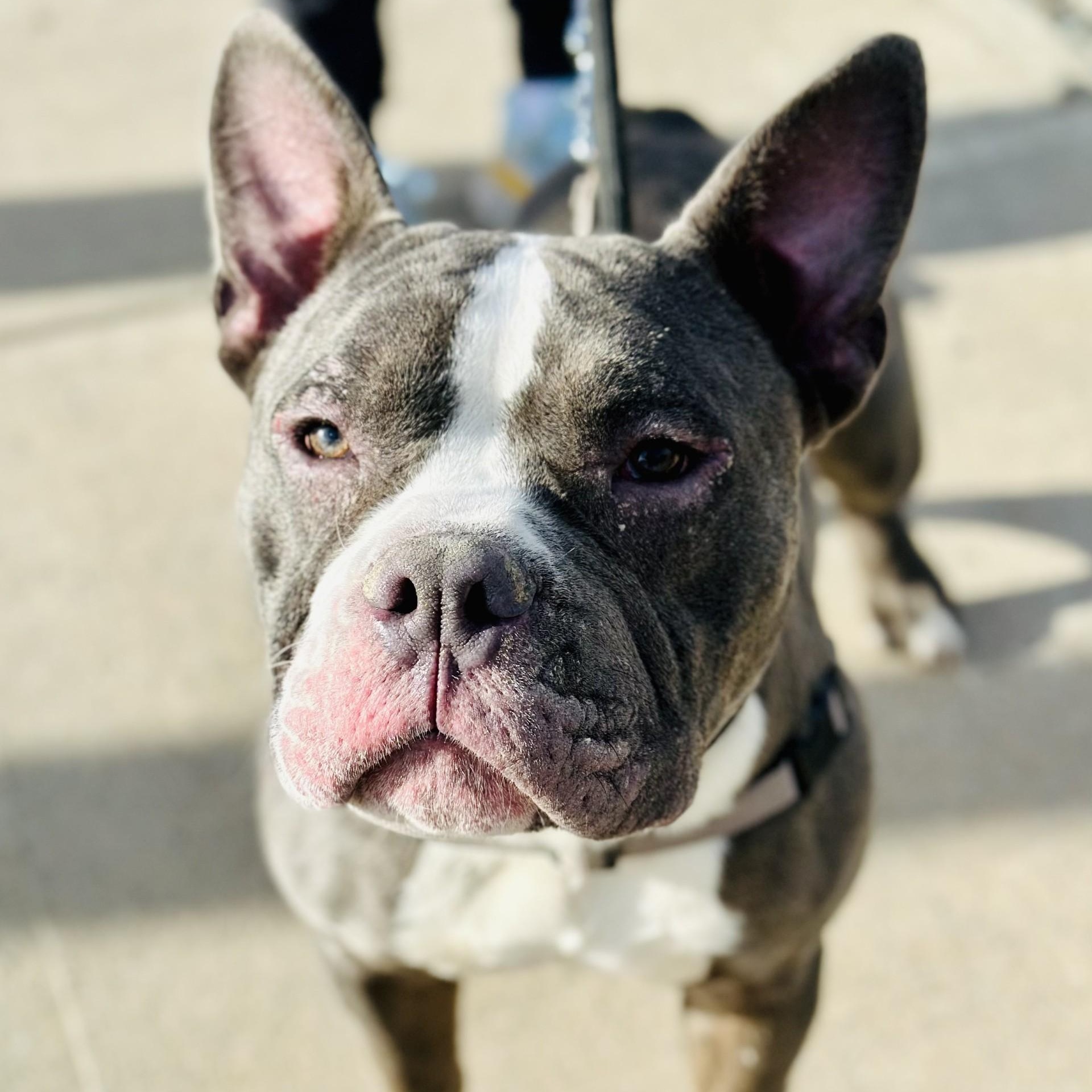 North , ADOPTABLE, Adult Male Bulldog & Pit Bull Terrier.