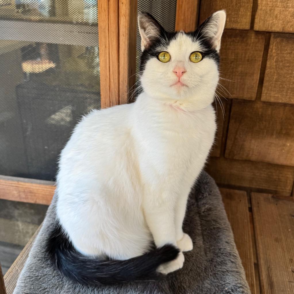 Elaine, Adopted, Young Female Domestic Short Hair.