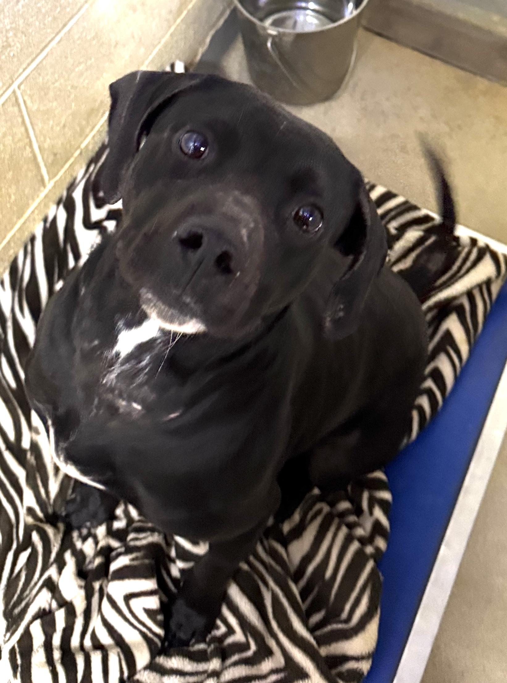 Scooter, Adoptable, Adult Male Black Labrador Retriever & Hound.