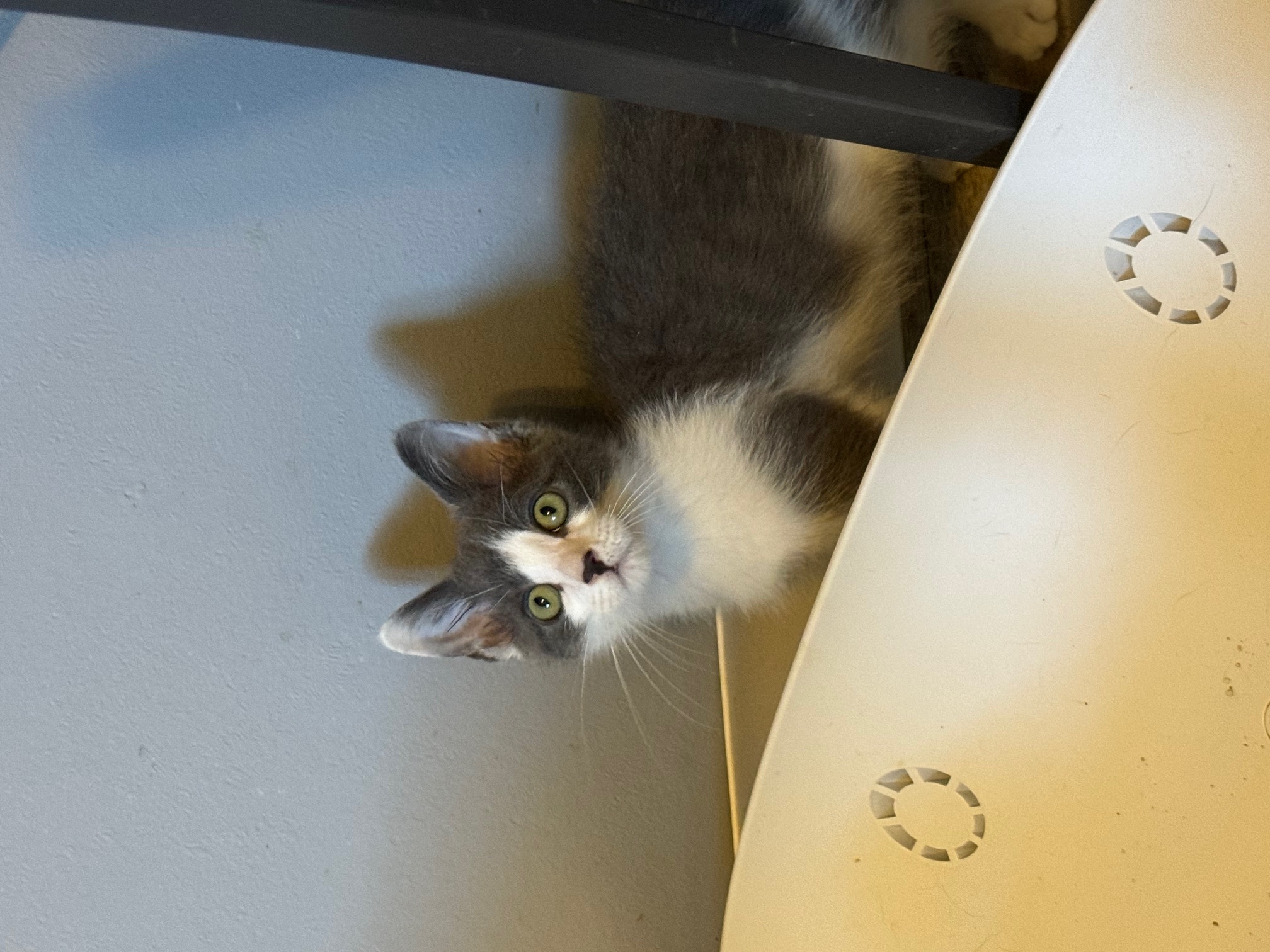 Enlarge Shadow, a Adopted Domestic Short Hair in Paonia, CO image 1/1