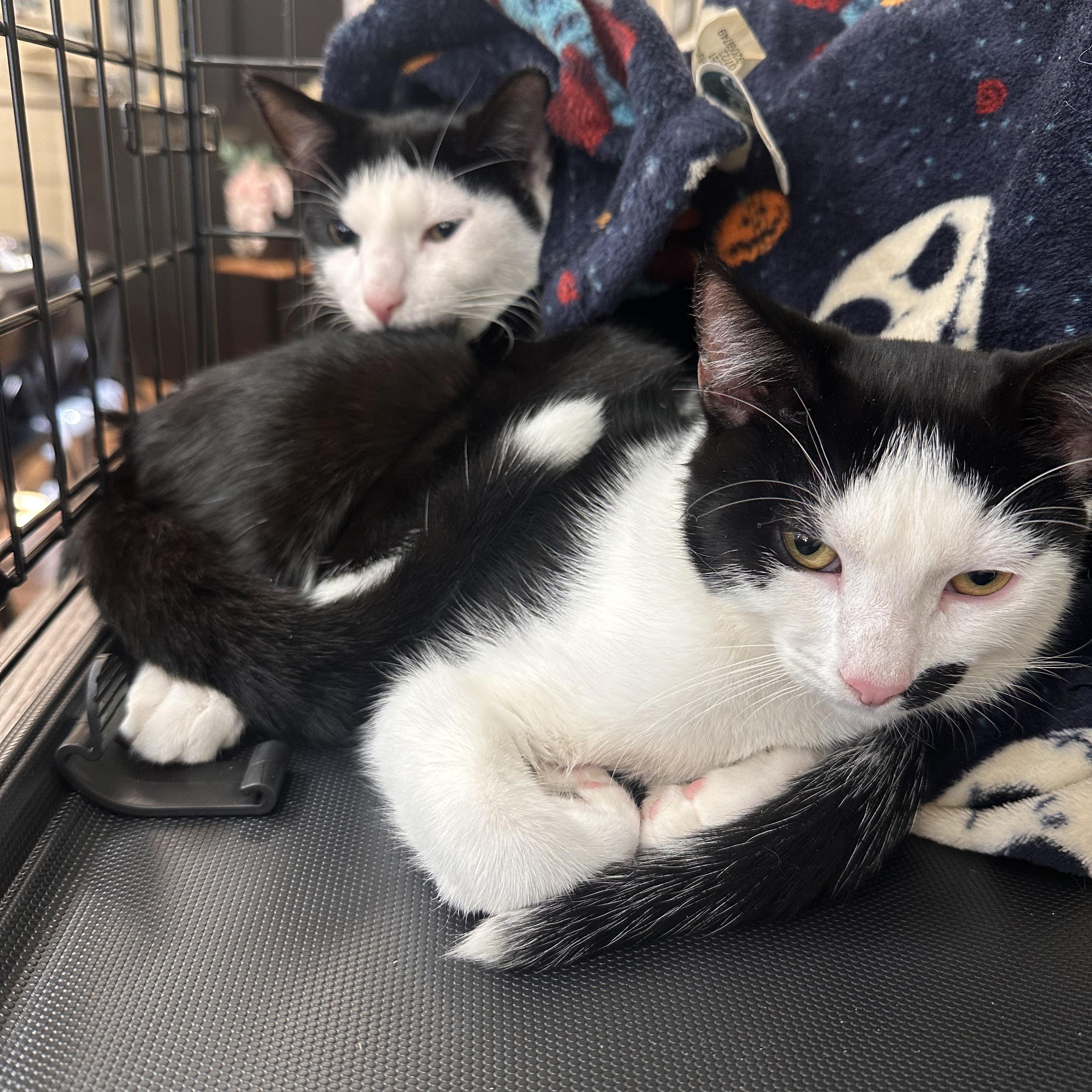 Munch & Crunch (Bonded Pair) photo 3