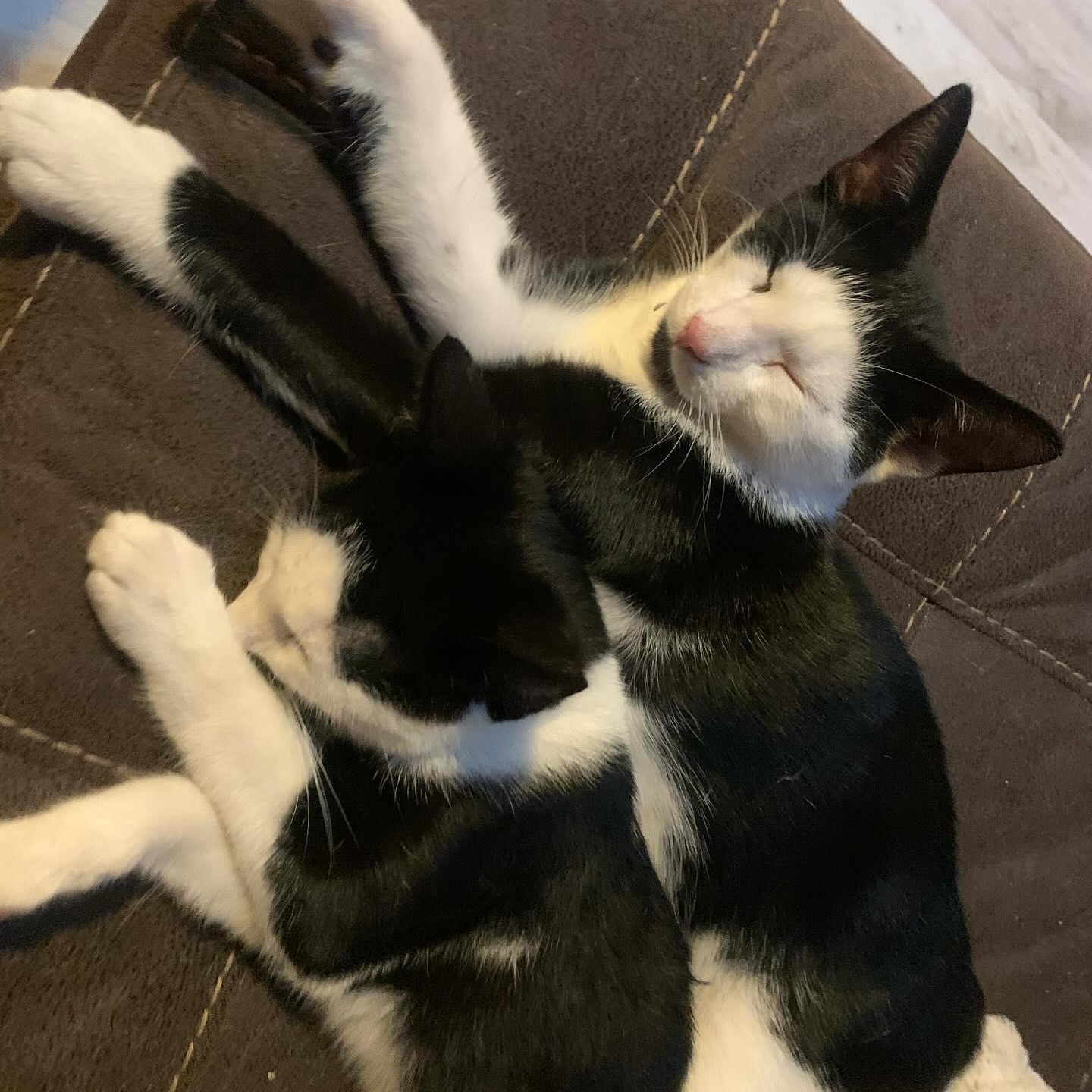 Munch & Crunch (Bonded Pair) photo 2