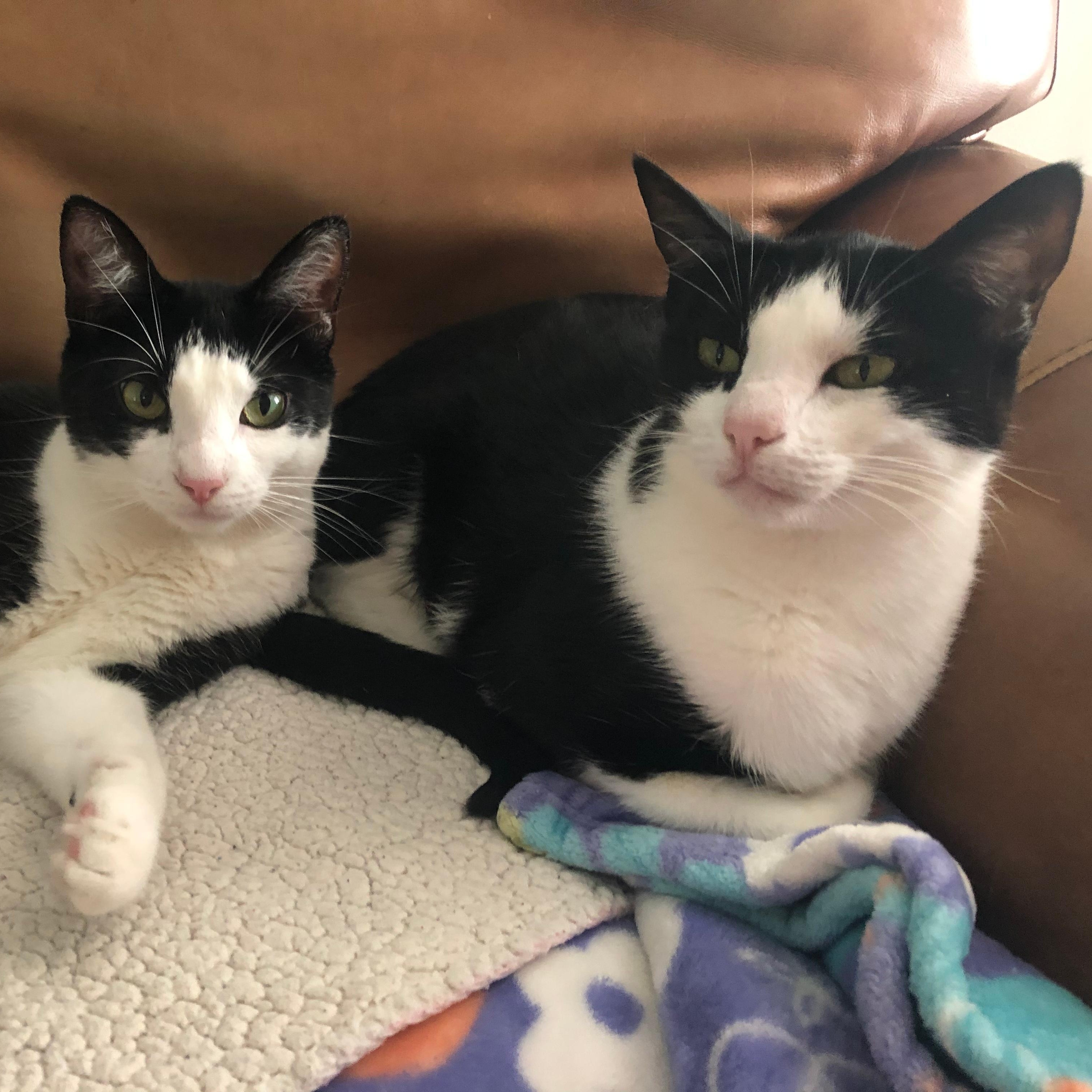 Munch  Crunch are bonded brothers kitties ready for their furrever home They have super silky fur 