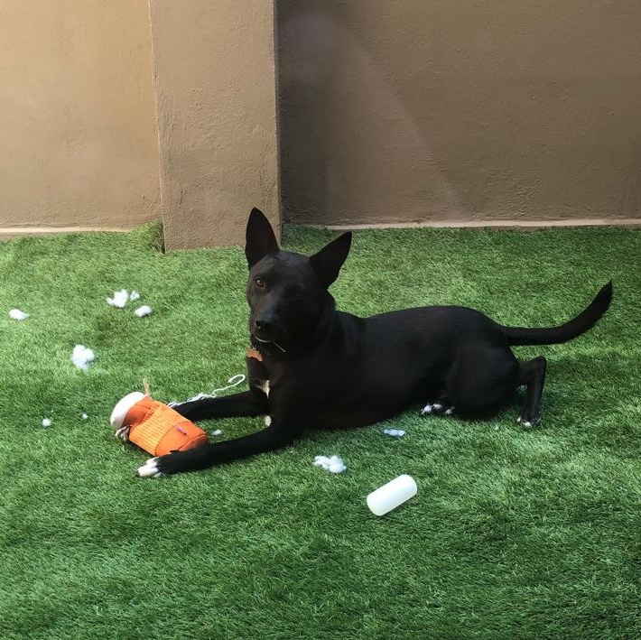 Paco Wong, Adoptable, Young Male Mixed Breed & Shepherd.