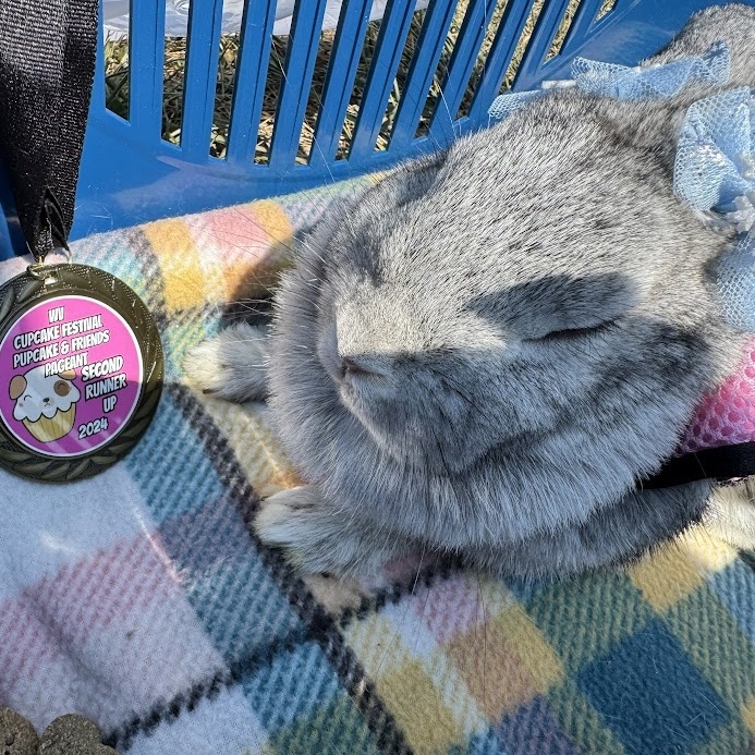 Enlarge Tooth Fairy, a Adoptable Chinchilla in Huntington, WV image 1/6