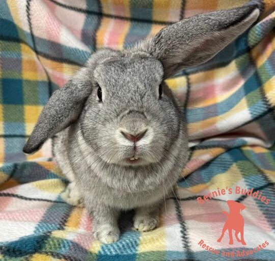 Enlarge Tooth Fairy, a Adoptable Chinchilla in Huntington, WV image 2/6
