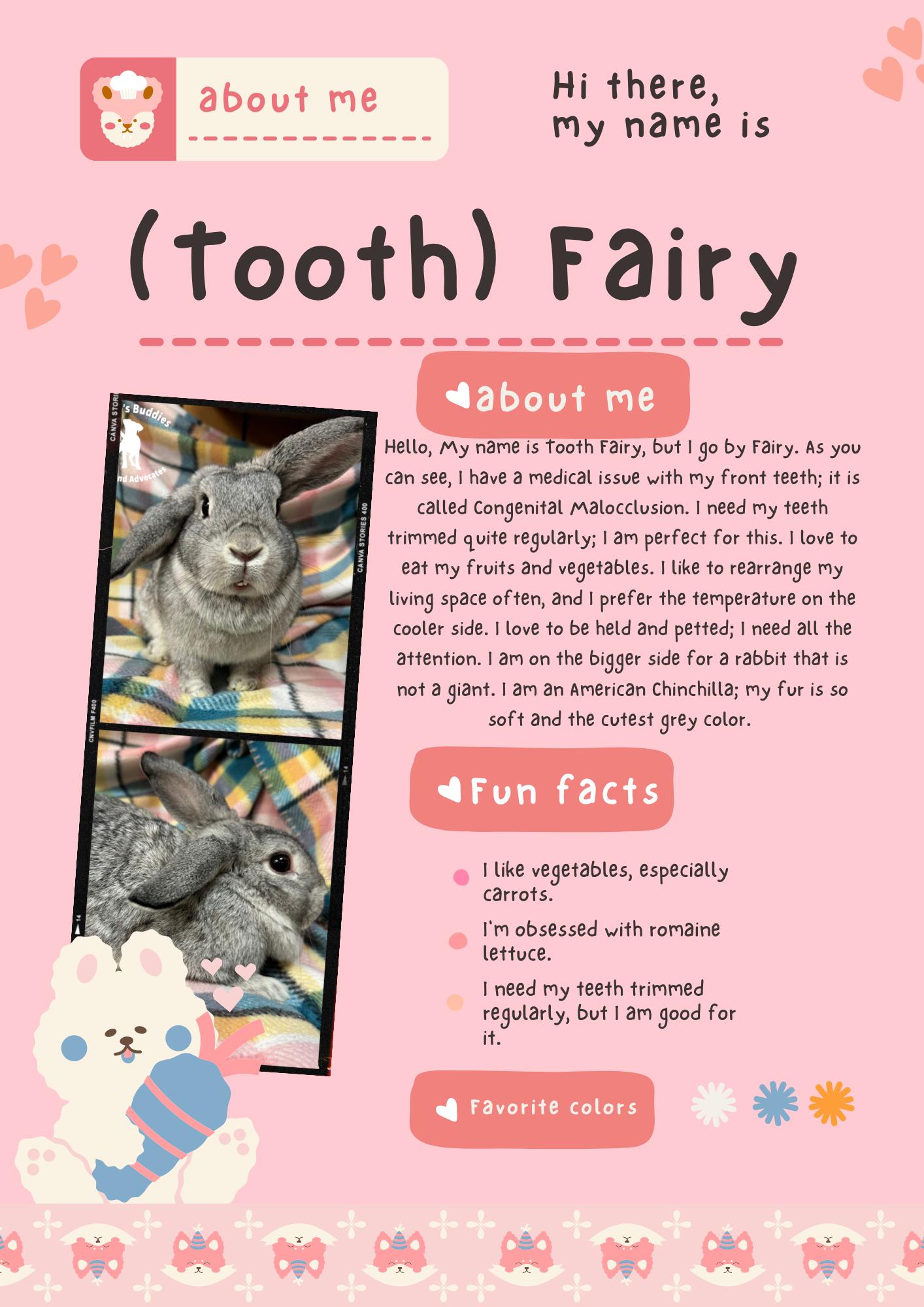 Enlarge Tooth Fairy, a Adoptable Chinchilla in Huntington, WV image 3/6