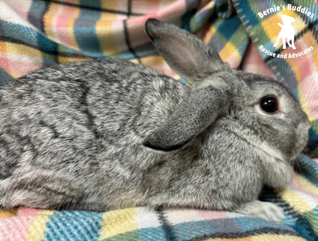 Enlarge Tooth Fairy, a Adoptable Chinchilla in Huntington, WV image 4/6