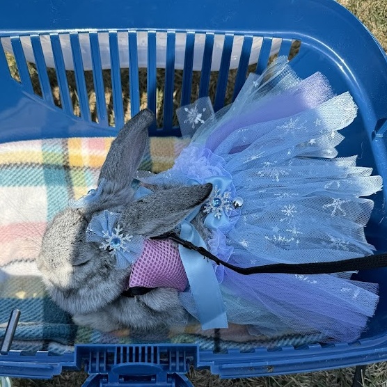Enlarge Tooth Fairy, a Adoptable Chinchilla in Huntington, WV image 5/6
