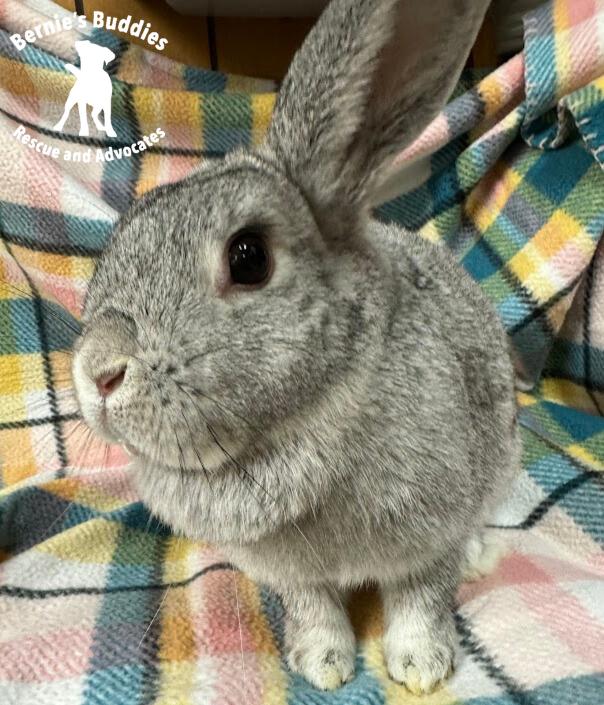 Enlarge Tooth Fairy, a Adoptable Chinchilla in Huntington, WV image 6/6