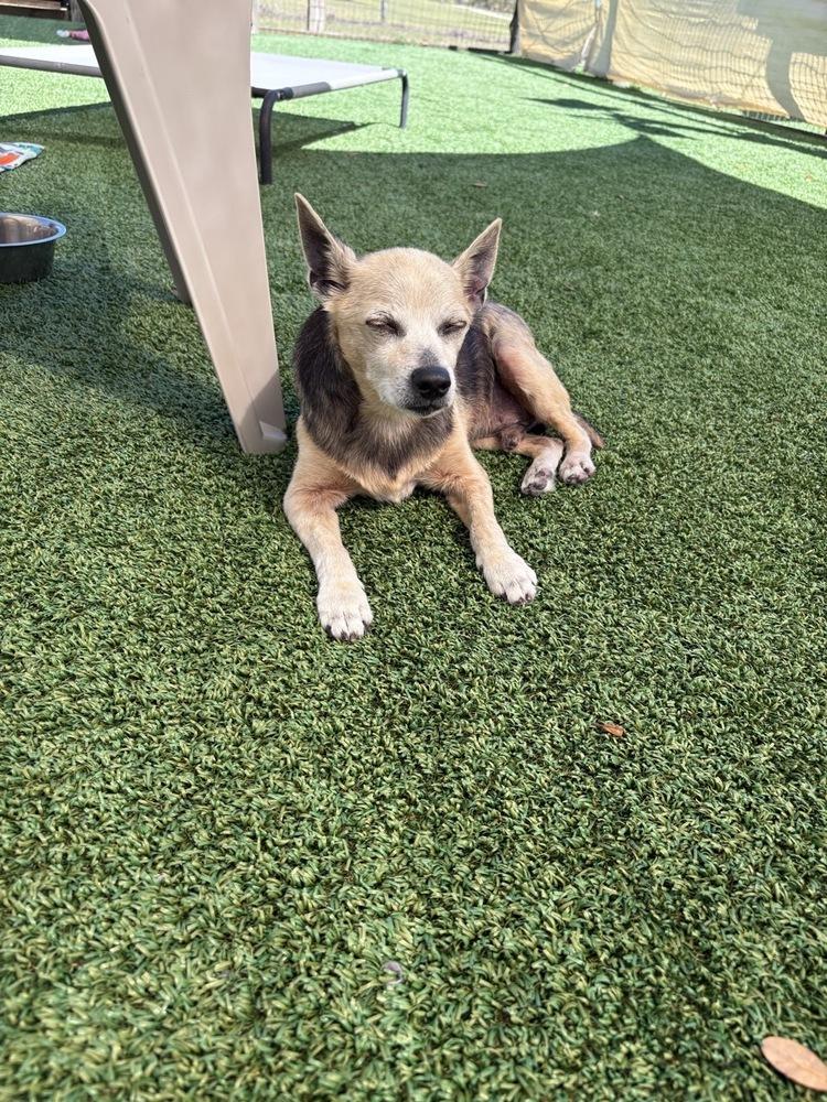 Peanut Butter, Adoptable, Senior Male Chihuahua.