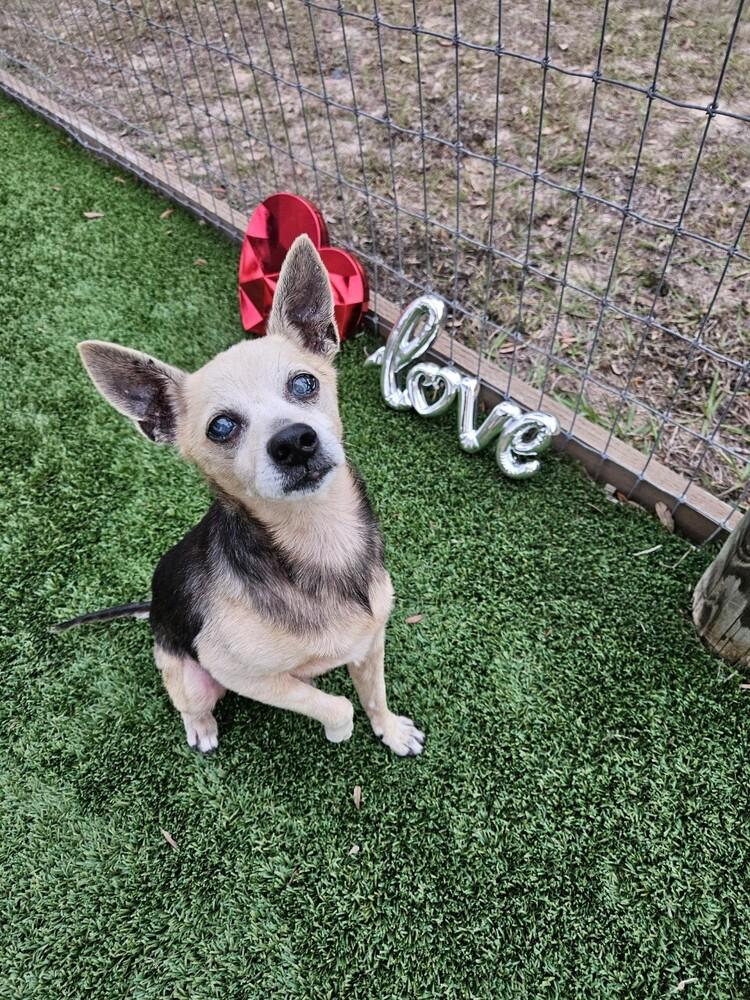 Enlarge Peanut Butter, a Adoptable mixed breed in Winter Garden, FL image 2/3