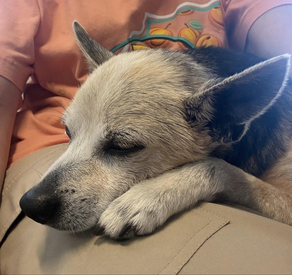 Enlarge Peanut Butter, a Adoptable mixed breed in Winter Garden, FL image 3/3