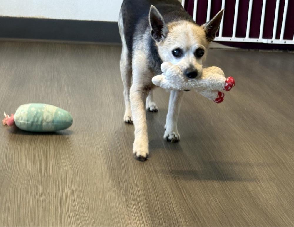 Enlarge Peanut Butter, a Adoptable mixed breed in Winter Garden, FL image 4/6