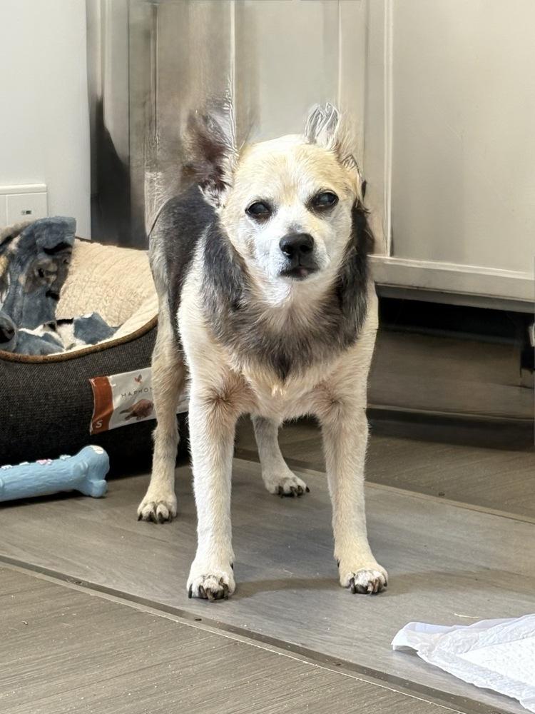 Enlarge Peanut Butter, a Adoptable mixed breed in Winter Garden, FL image 5/6
