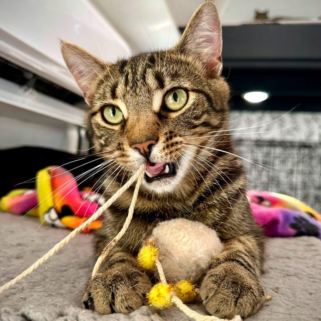 Saffron, Adoptable, Adult Male Domestic Short Hair.