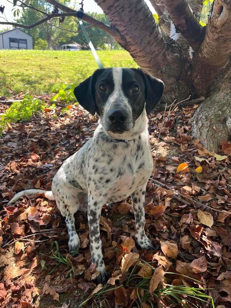 Axel, Adoptable, Puppy Male Terrier.