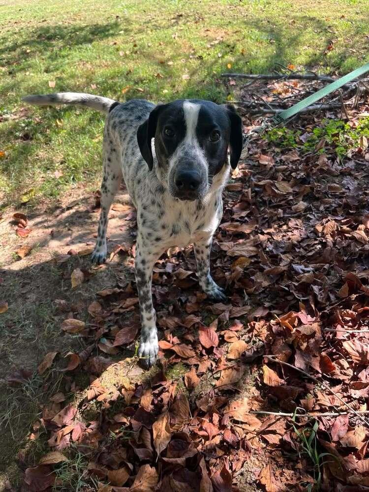 Enlarge Axel, a Adoptable Terrier in Candler, NC image 3/3