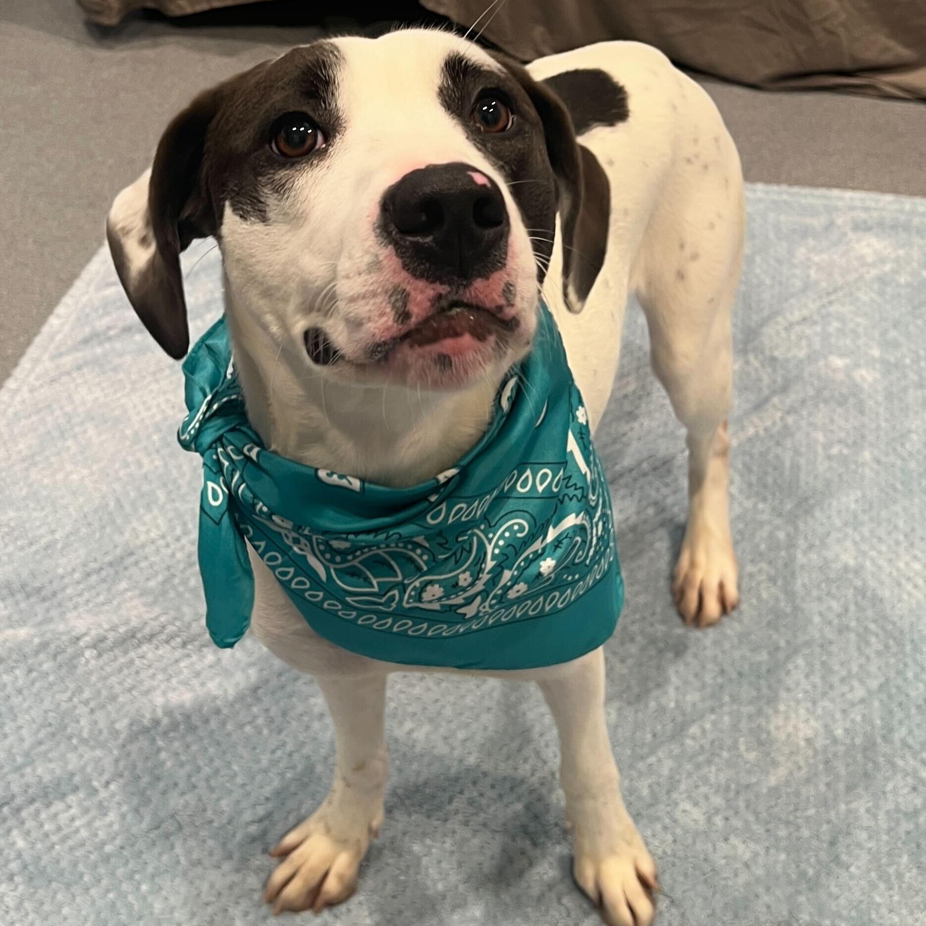 Celo, adoptable, Young Female Mixed Breed.