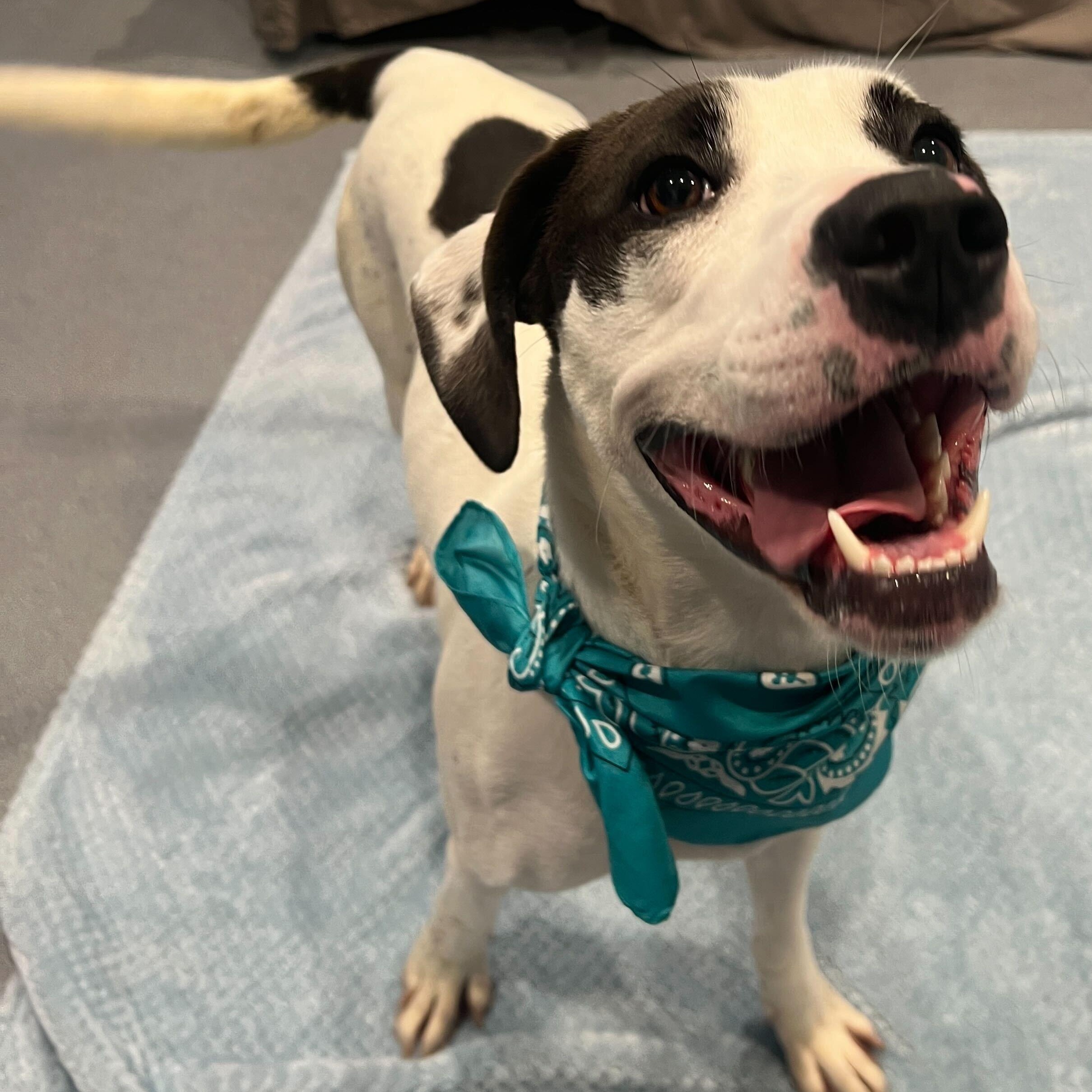 Enlarge Celo, an adoptable Mixed Breed in Canal Winchester, OH image 2/5