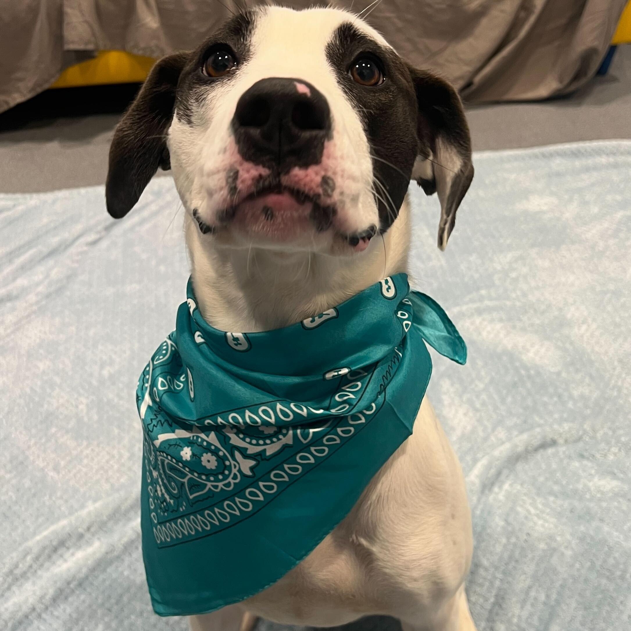 Enlarge Celo, an adoptable Mixed Breed in Canal Winchester, OH image 3/5