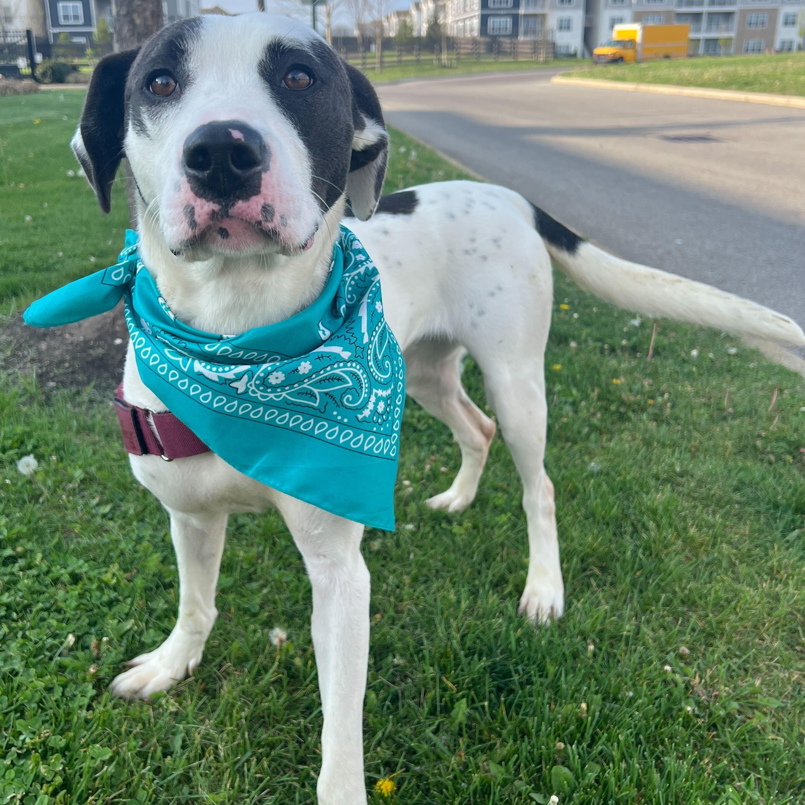 Enlarge Celo, an adoptable Mixed Breed in Canal Winchester, OH image 5/5