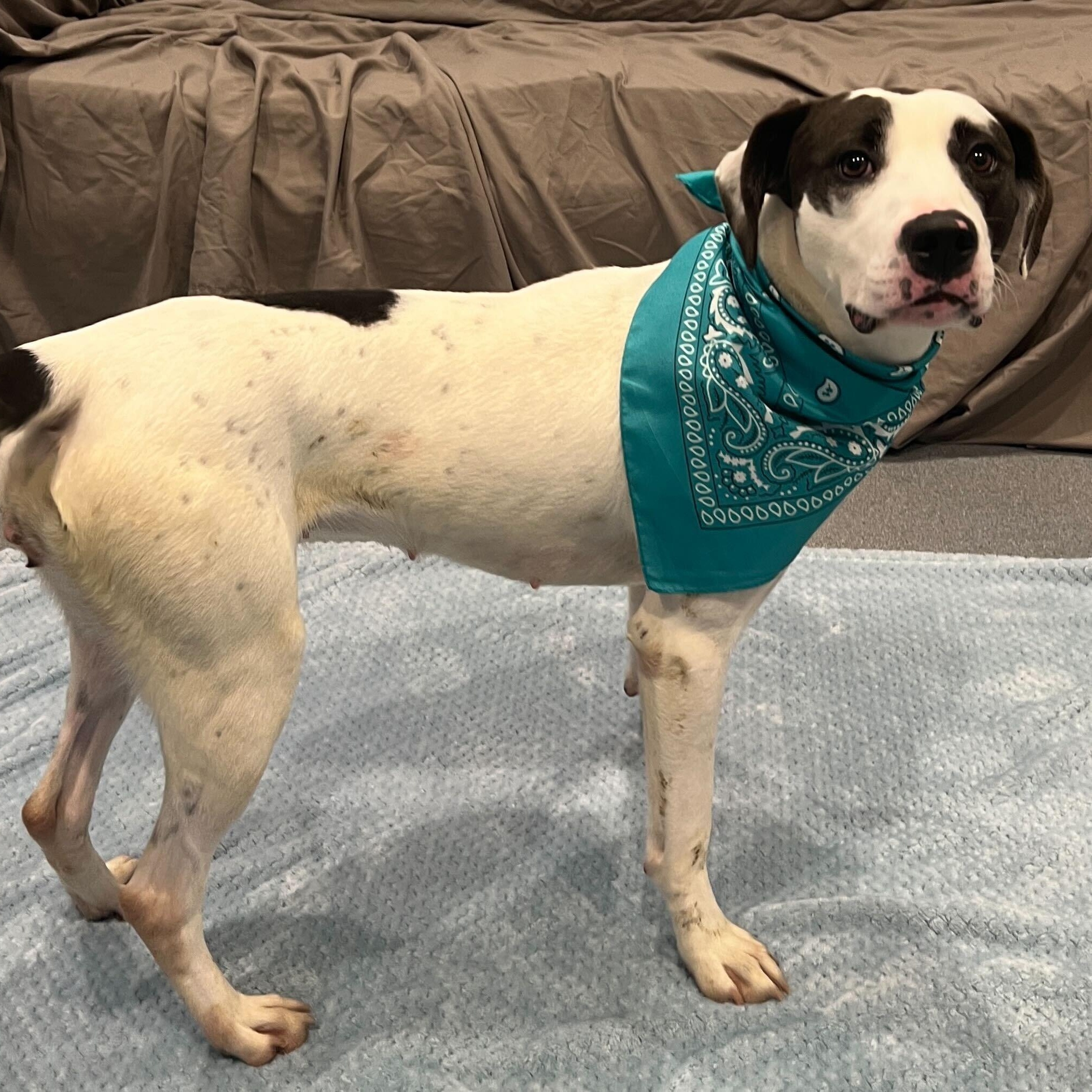 Enlarge Celo, an adoptable Mixed Breed in Canal Winchester, OH image 4/5