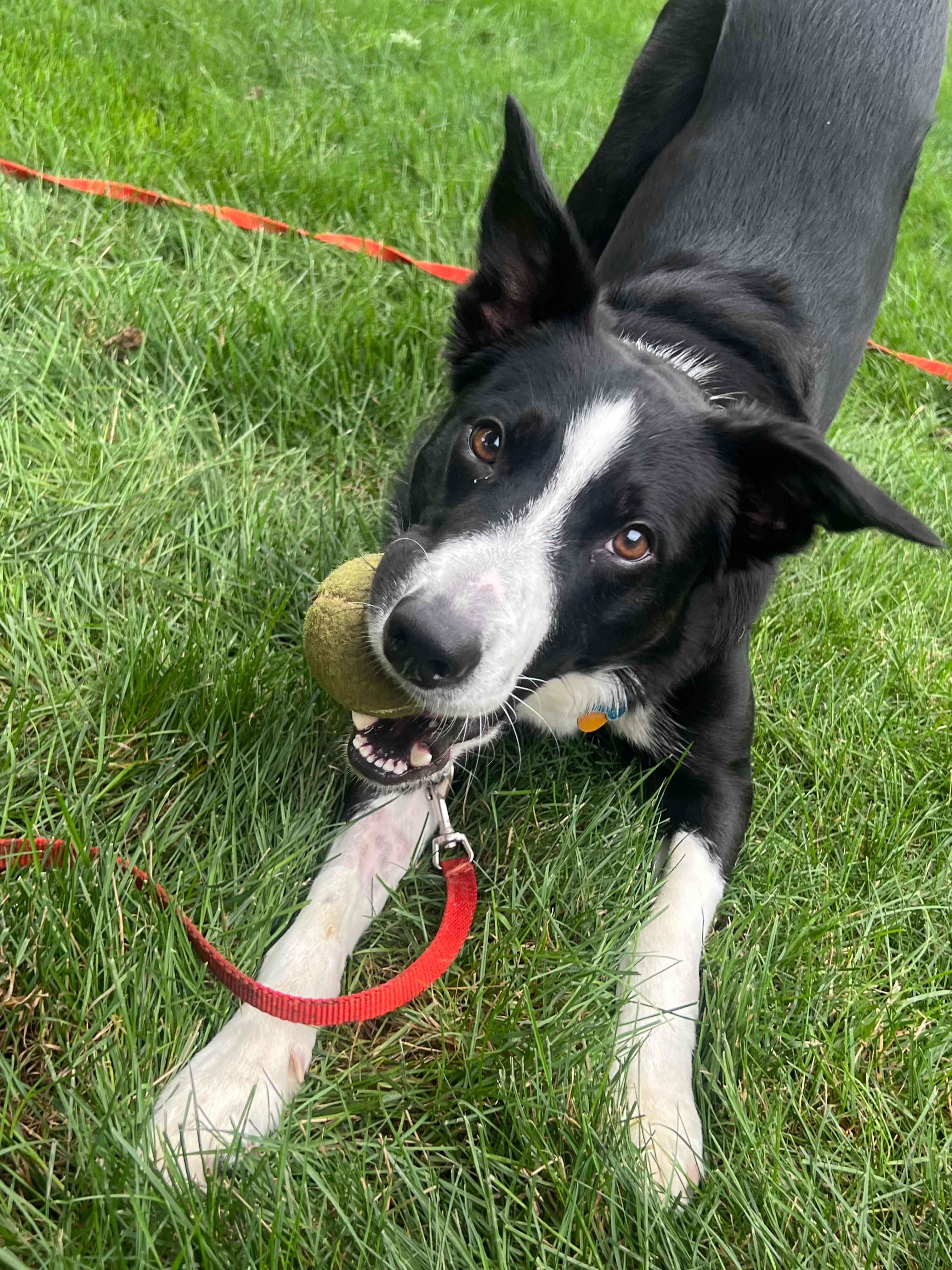 Pickles photo
