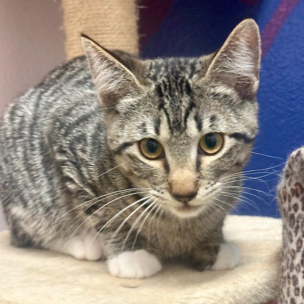 Enlarge FeeFee (Mazy), a Adoptable mixed breed in Eastsound, WA image 1/1