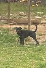 Enlarge Shadow, a Adoptable mixed breed in Owenton, KY image 1/1