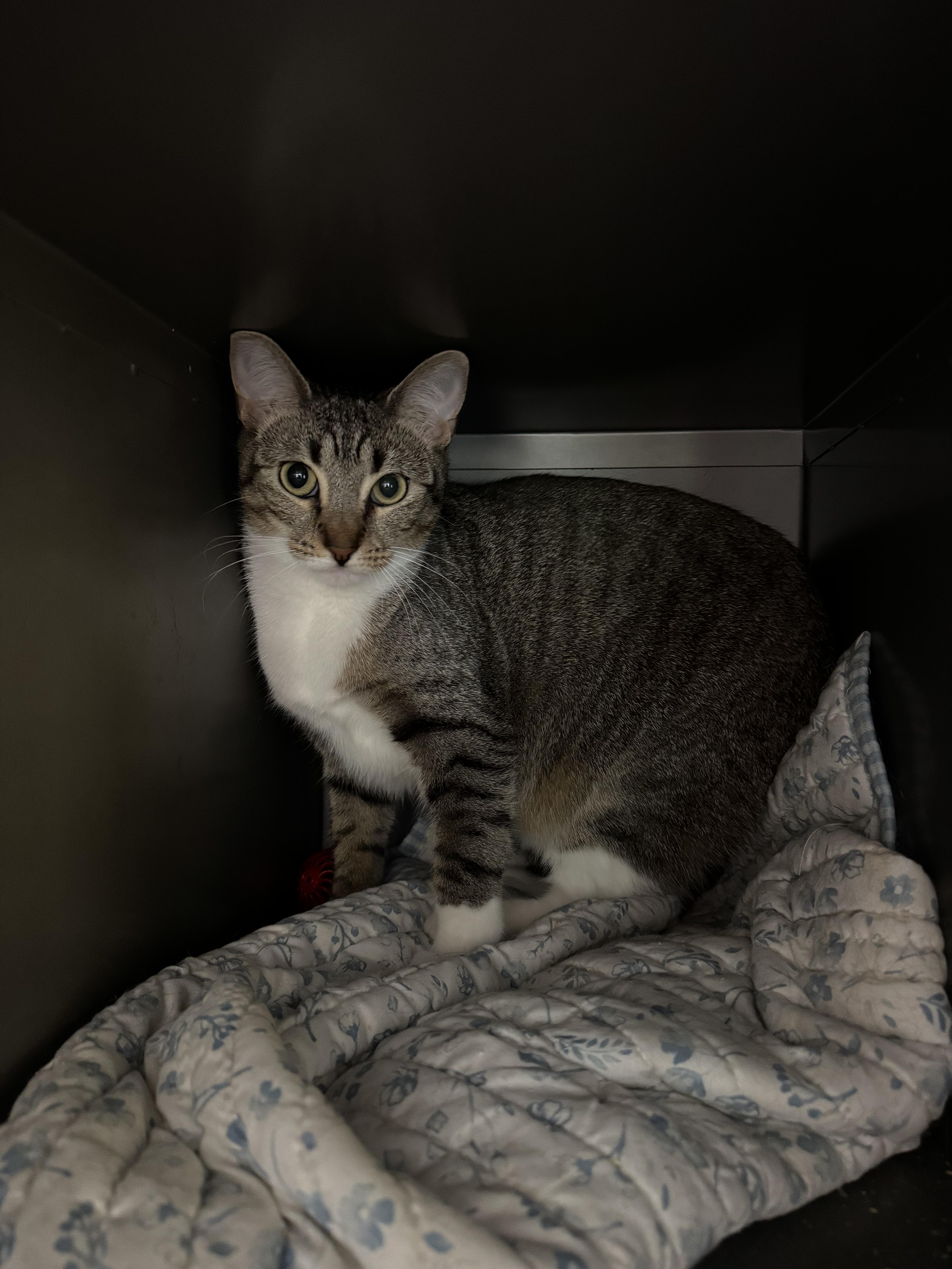 Stick, an adoptable Domestic Short Hair in AQUEBOGUE, NY_image-1