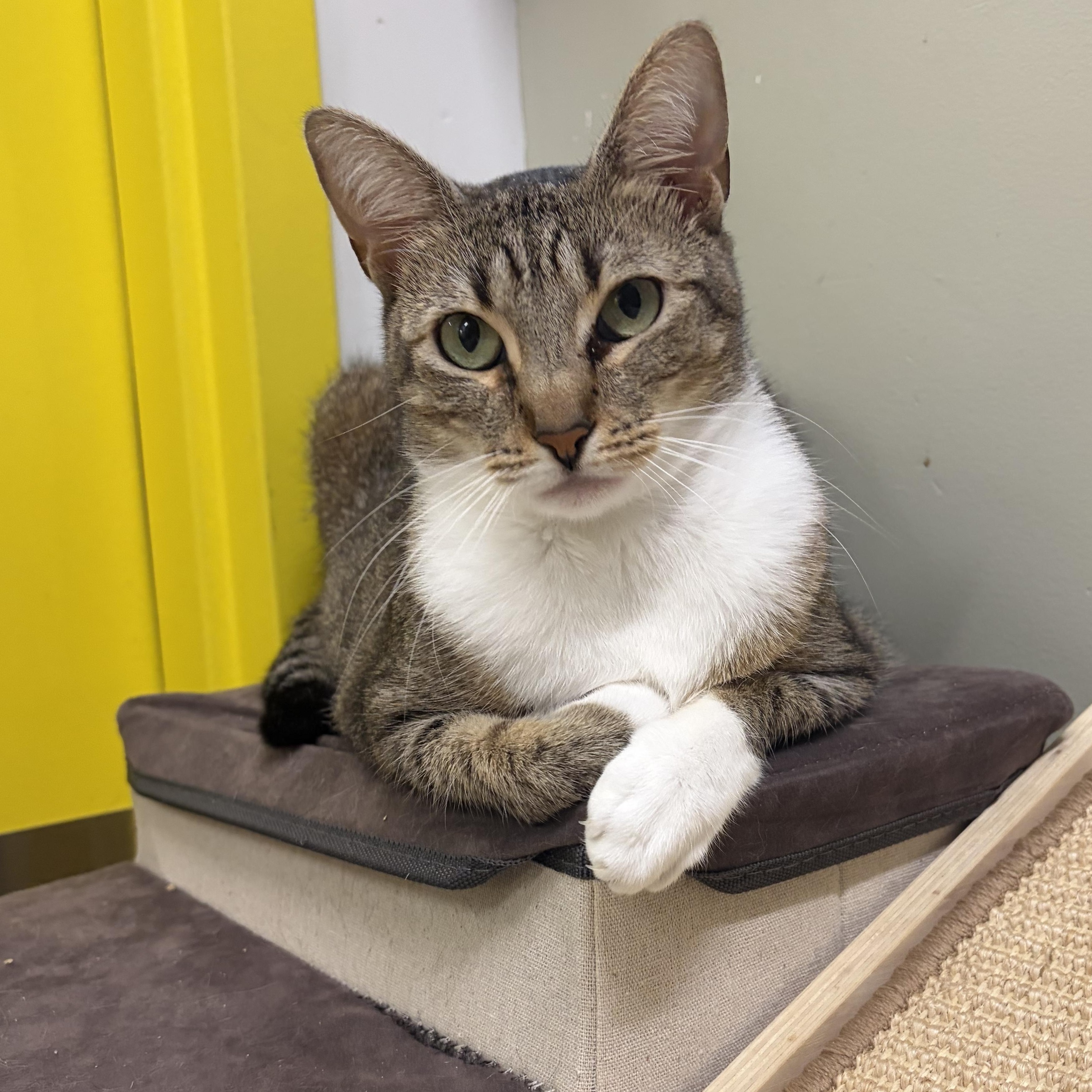 Stick, a Adoptable Domestic Short Hair in AQUEBOGUE, NY image 2/3