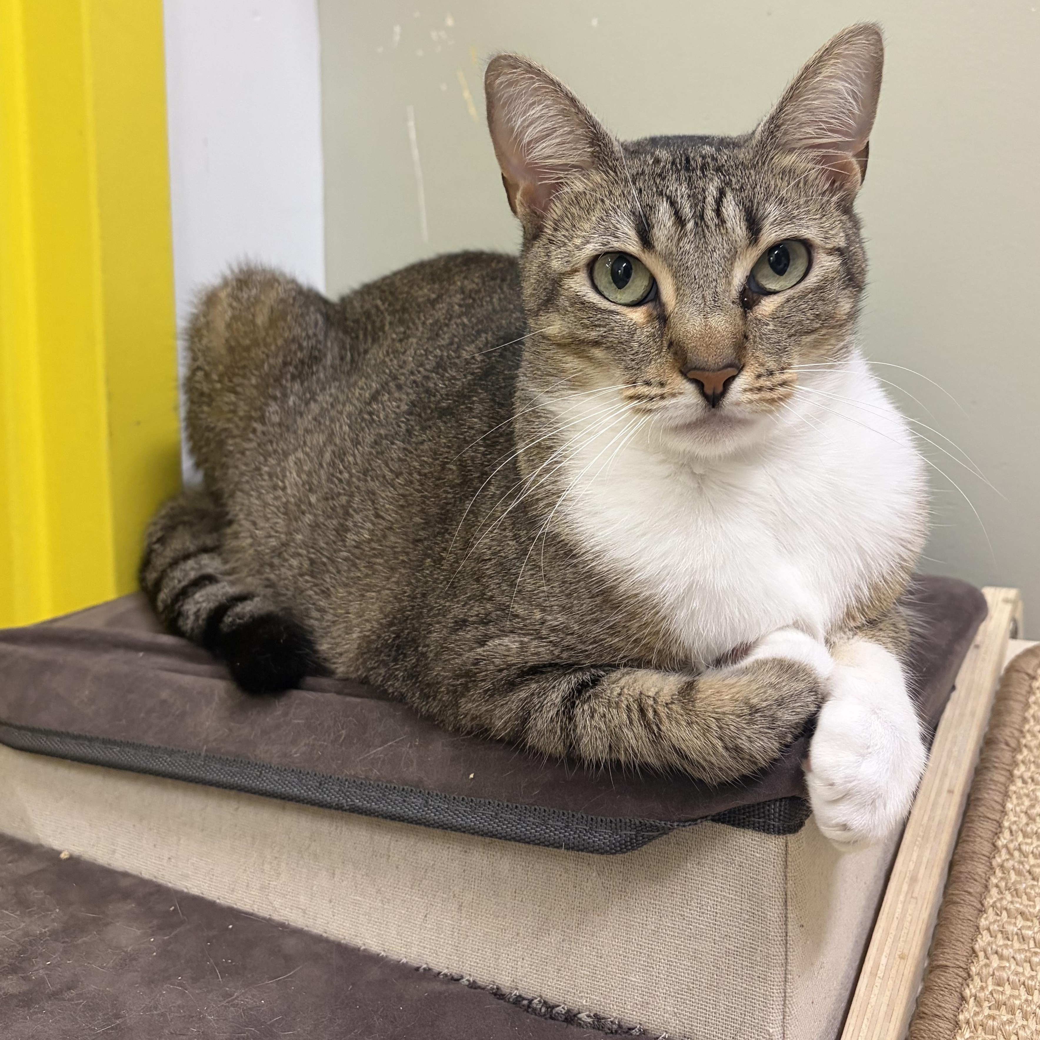 Stick, a Adoptable Domestic Short Hair in AQUEBOGUE, NY image 1/3