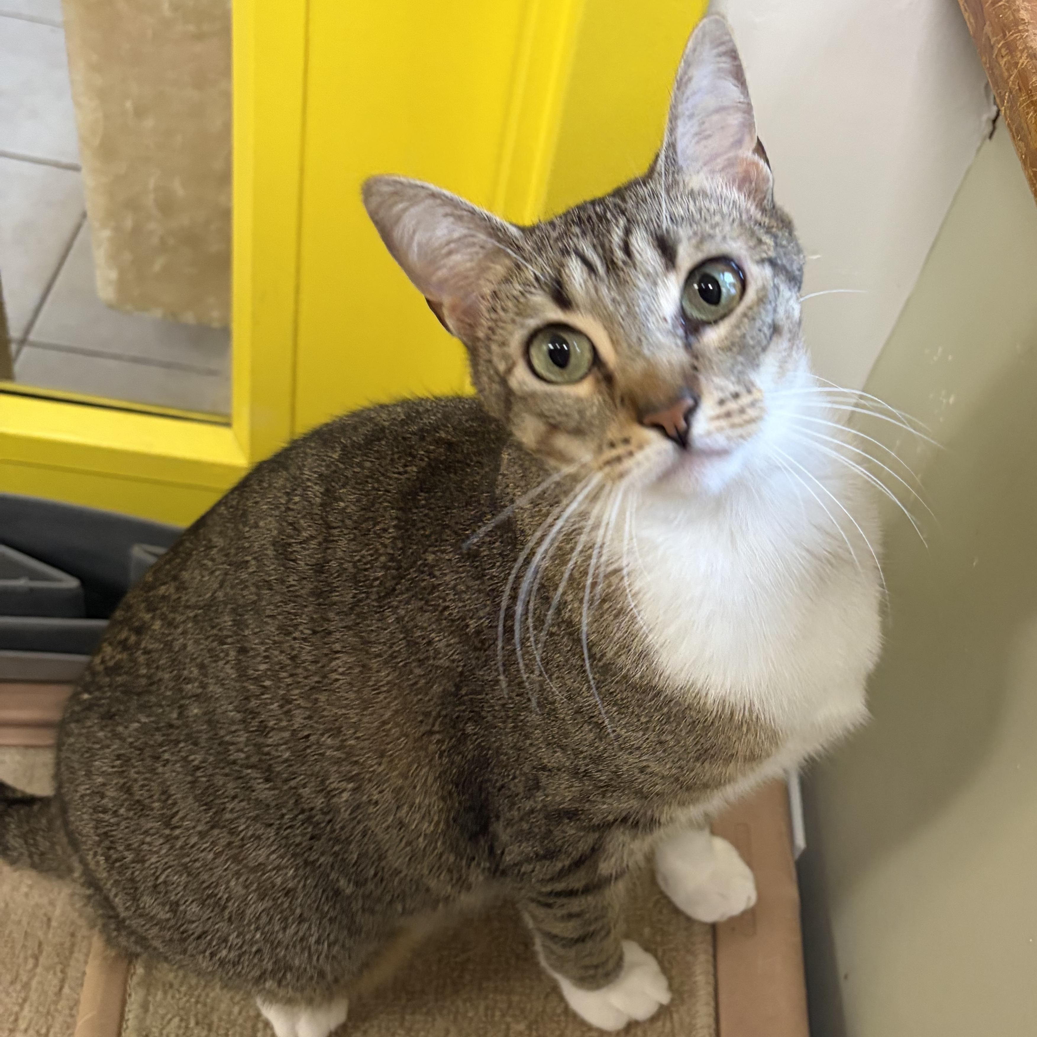 Stick, Adoptable, Young Male Domestic Short Hair.